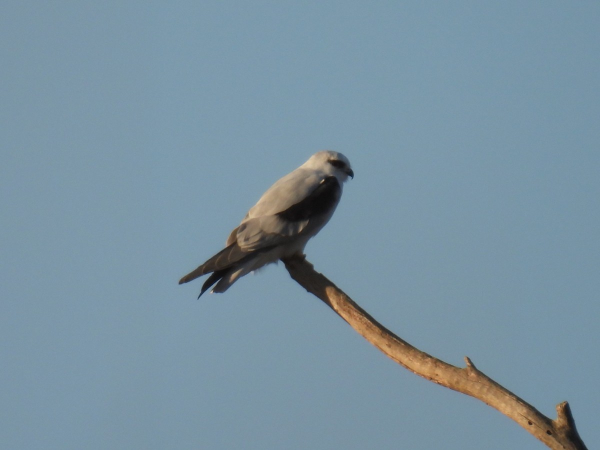 Black-shouldered Kite - ML616581031
