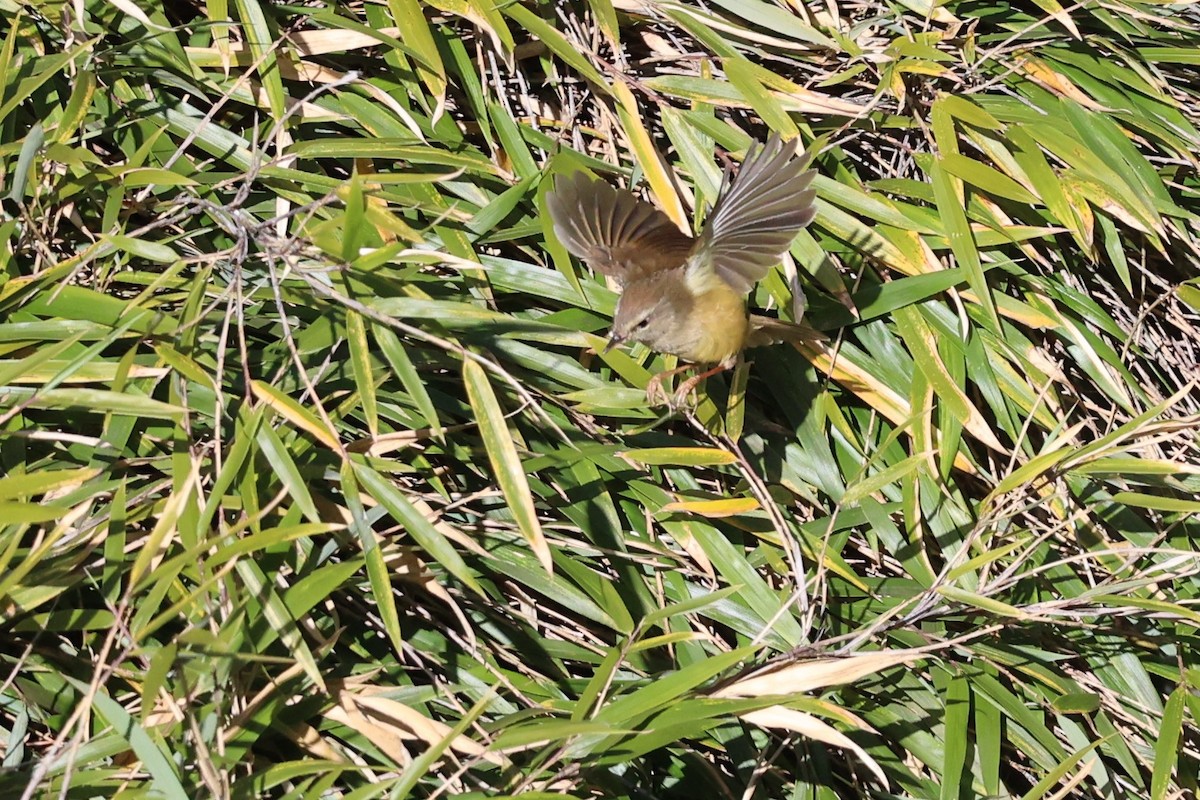 Yellowish-bellied Bush Warbler - ML616581042