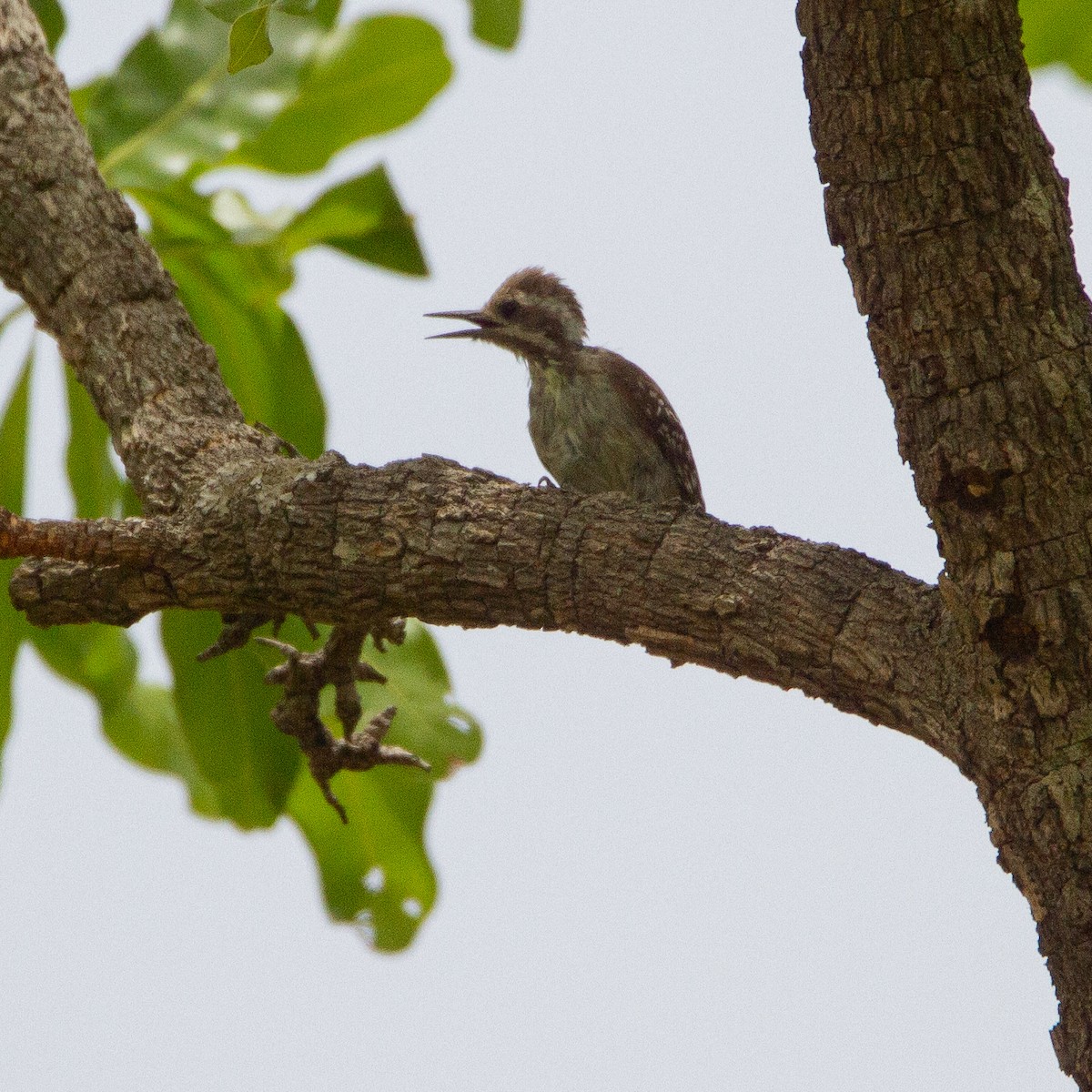 Brown-backed Woodpecker - ML616581051