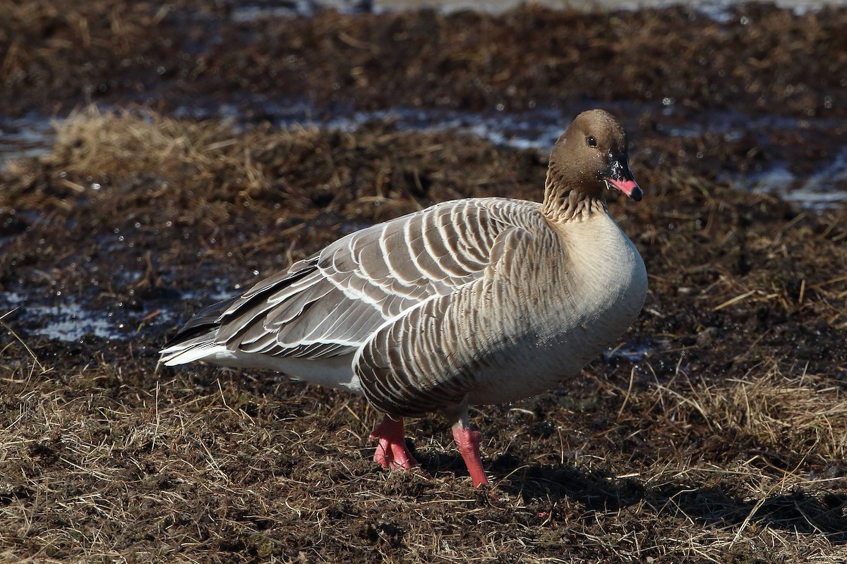 Pink-footed Goose - ML616581086