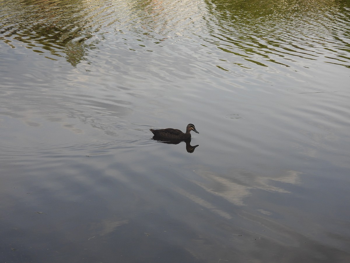 Pacific Black Duck - ML616581092