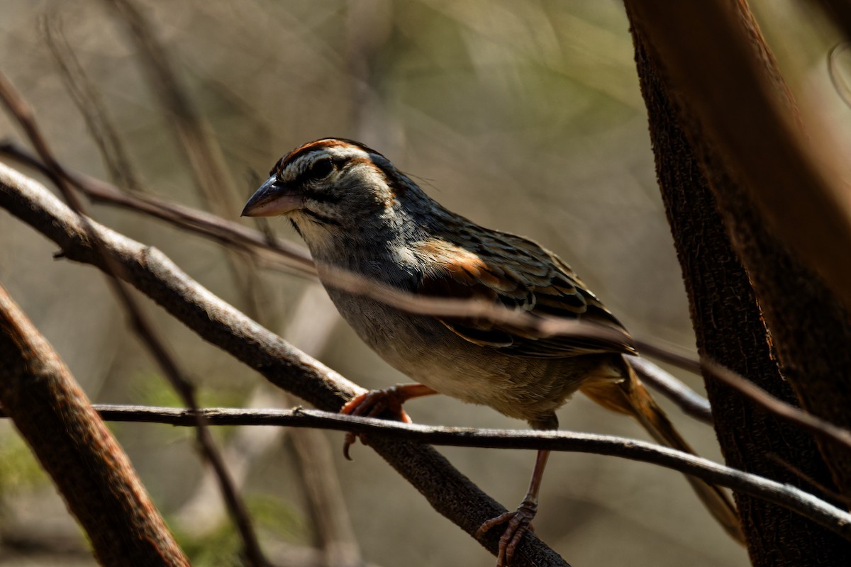 Cinnamon-tailed Sparrow - ML616581148
