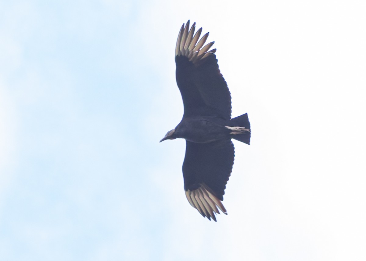 Black Vulture - Verlee Sanburg