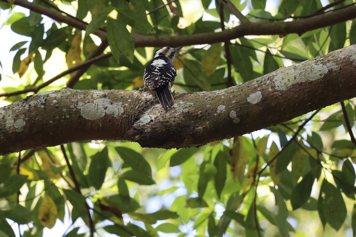 Gray-capped Pygmy Woodpecker - Jian-Long(建龍) WU(吳)