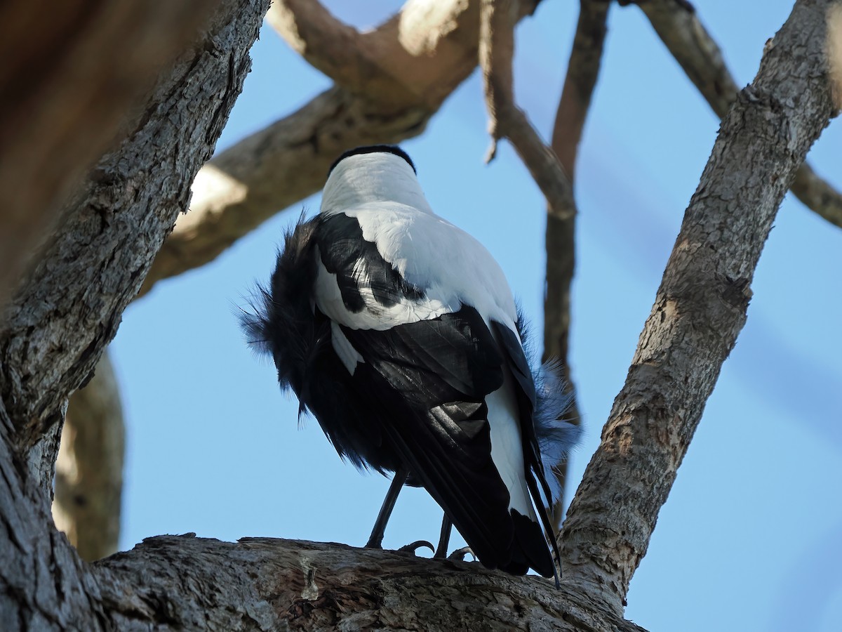 Australian Magpie - Tony Richards