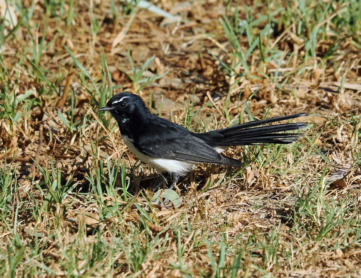 Willie-wagtail - ML616581212