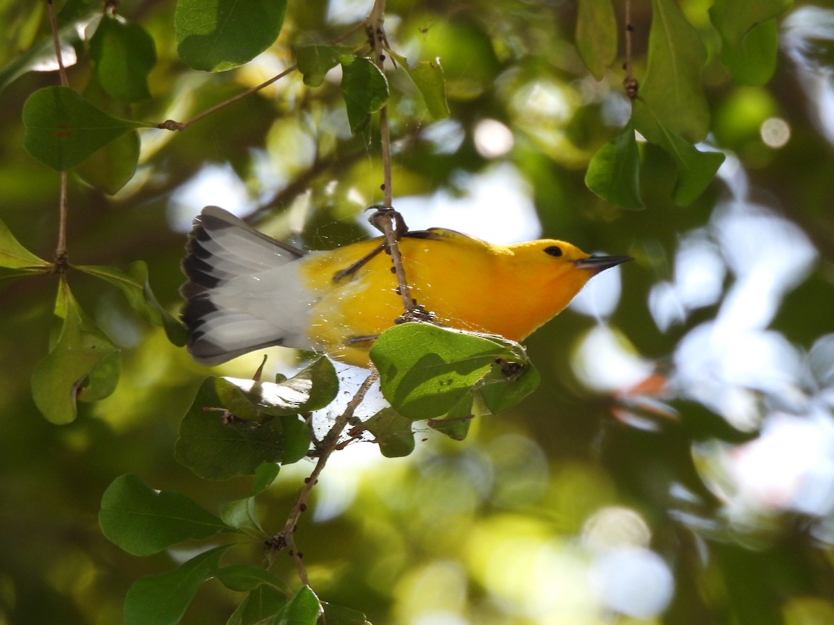 Prothonotary Warbler - Bridget Davis