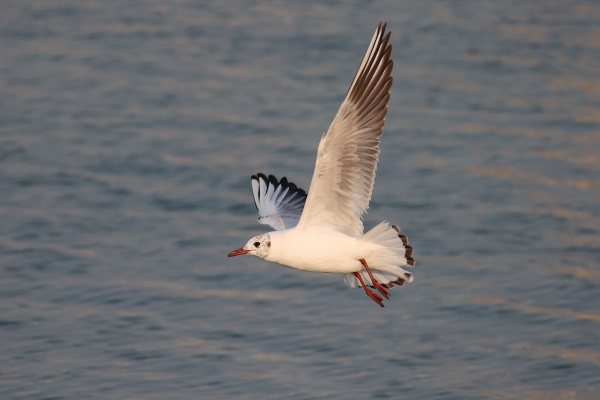 Mouette rieuse - ML616581234