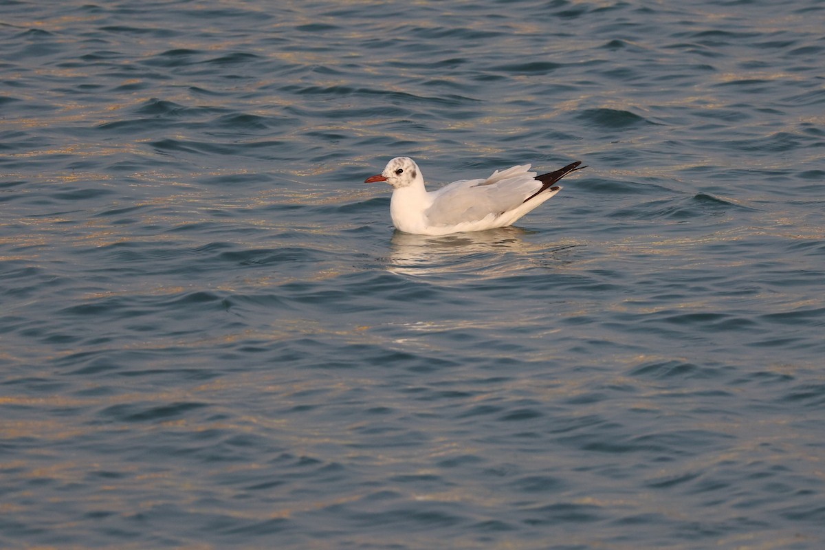 Mouette rieuse - ML616581242