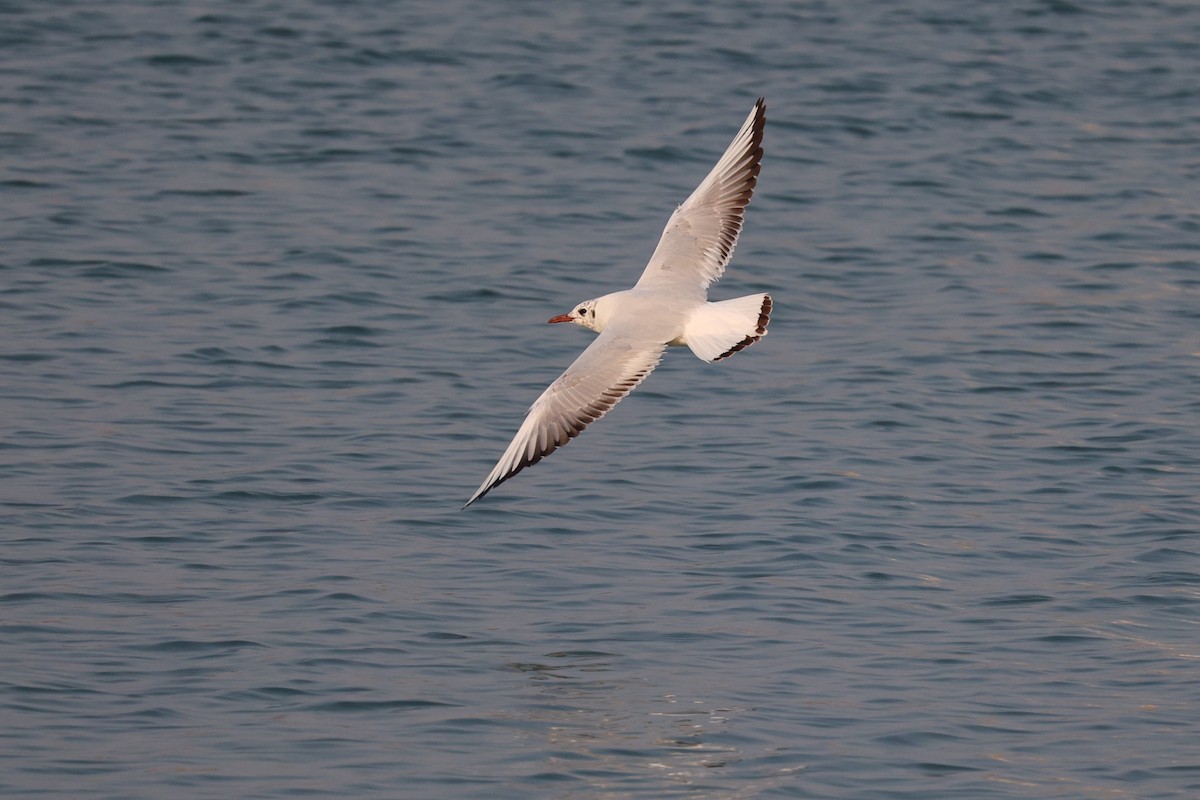 Mouette rieuse - ML616581244