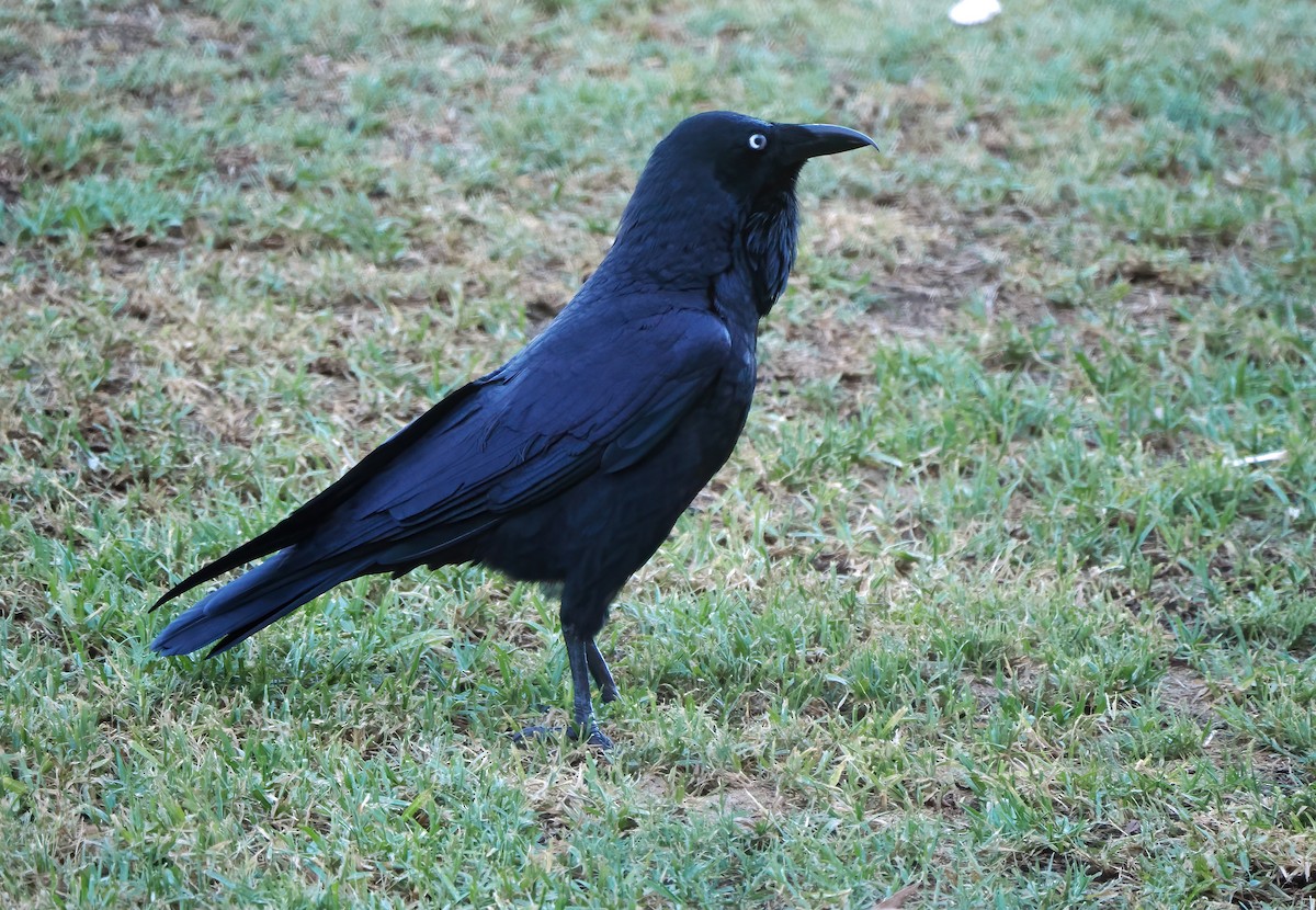 Australian Raven - ML616581268