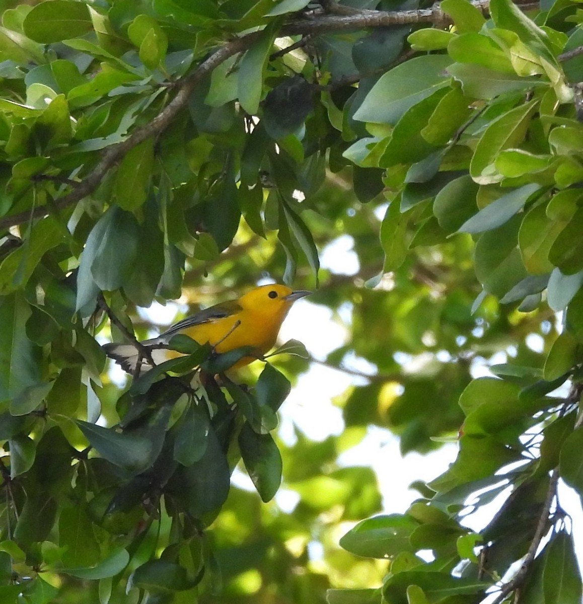 Prothonotary Warbler - ML616581320