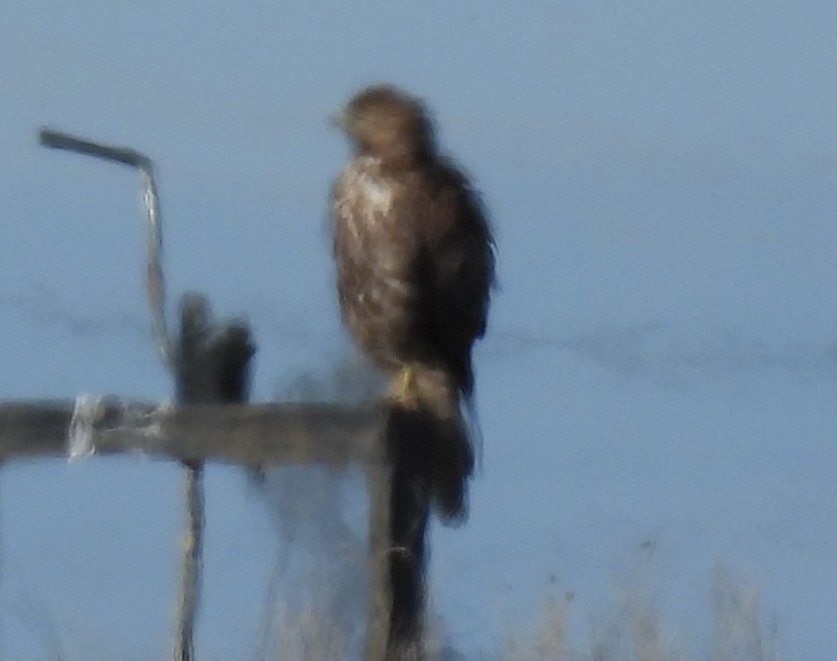 Red-tailed Hawk (Harlan's) - ML616581397