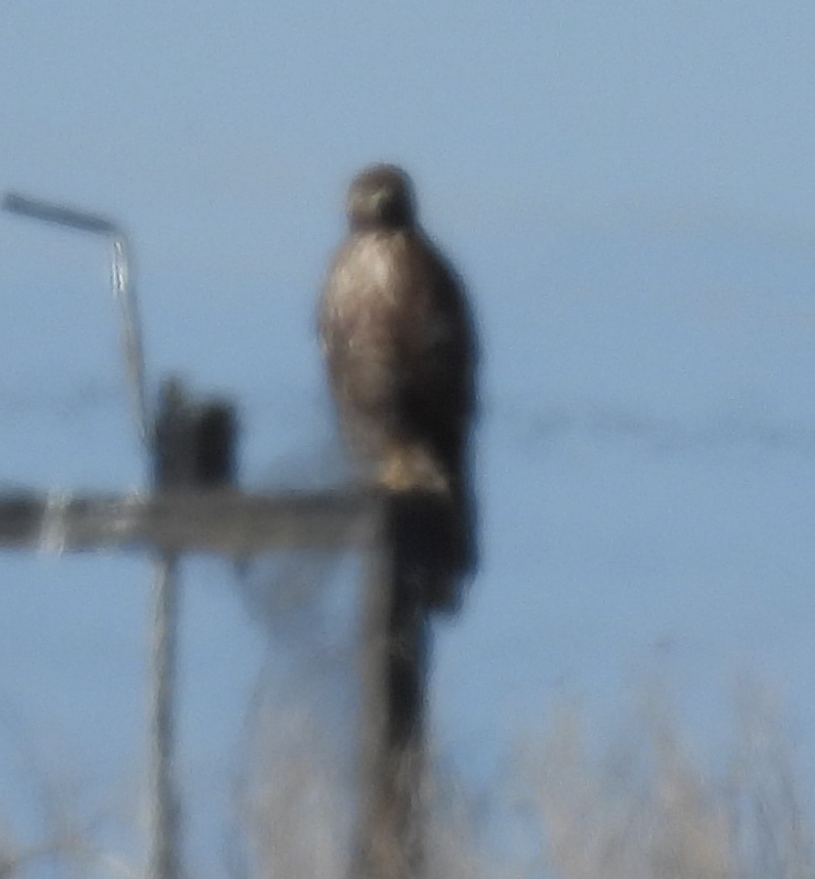 Red-tailed Hawk (Harlan's) - ML616581398