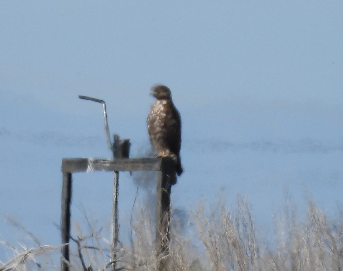 Red-tailed Hawk (Harlan's) - ML616581399