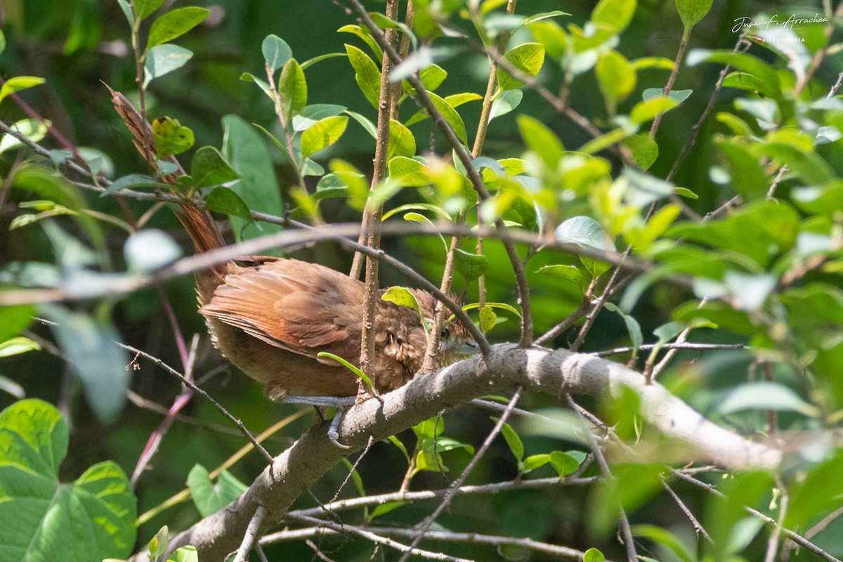 Spot-breasted Thornbird - Juan Francisco Arrachea
