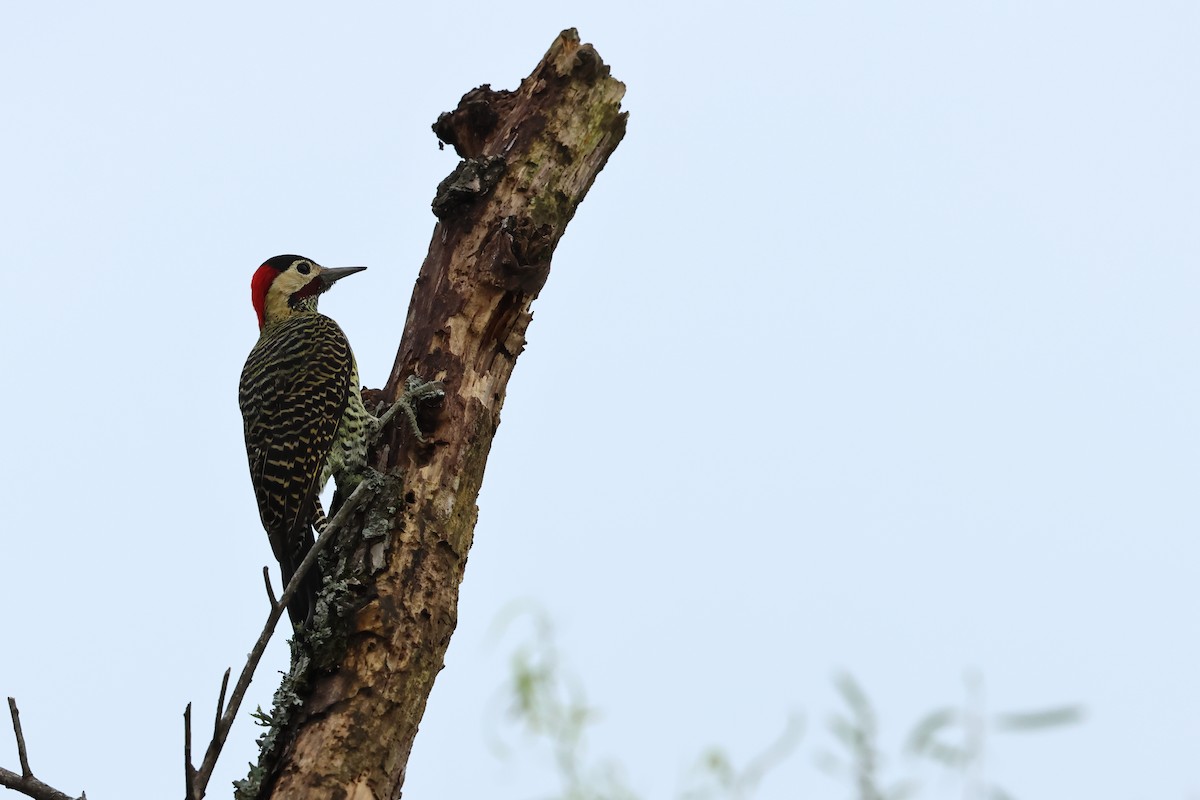 Green-barred Woodpecker - Serge Rivard