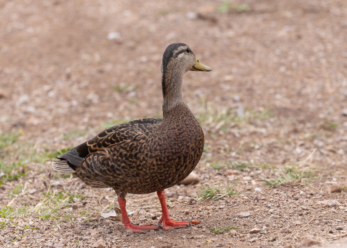 Mexican Duck - ML616581427