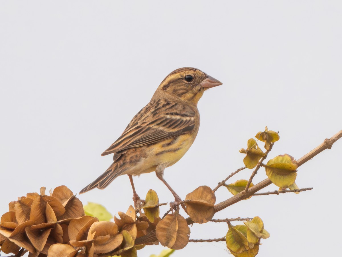 Yellow-breasted Bunting - ML616581443
