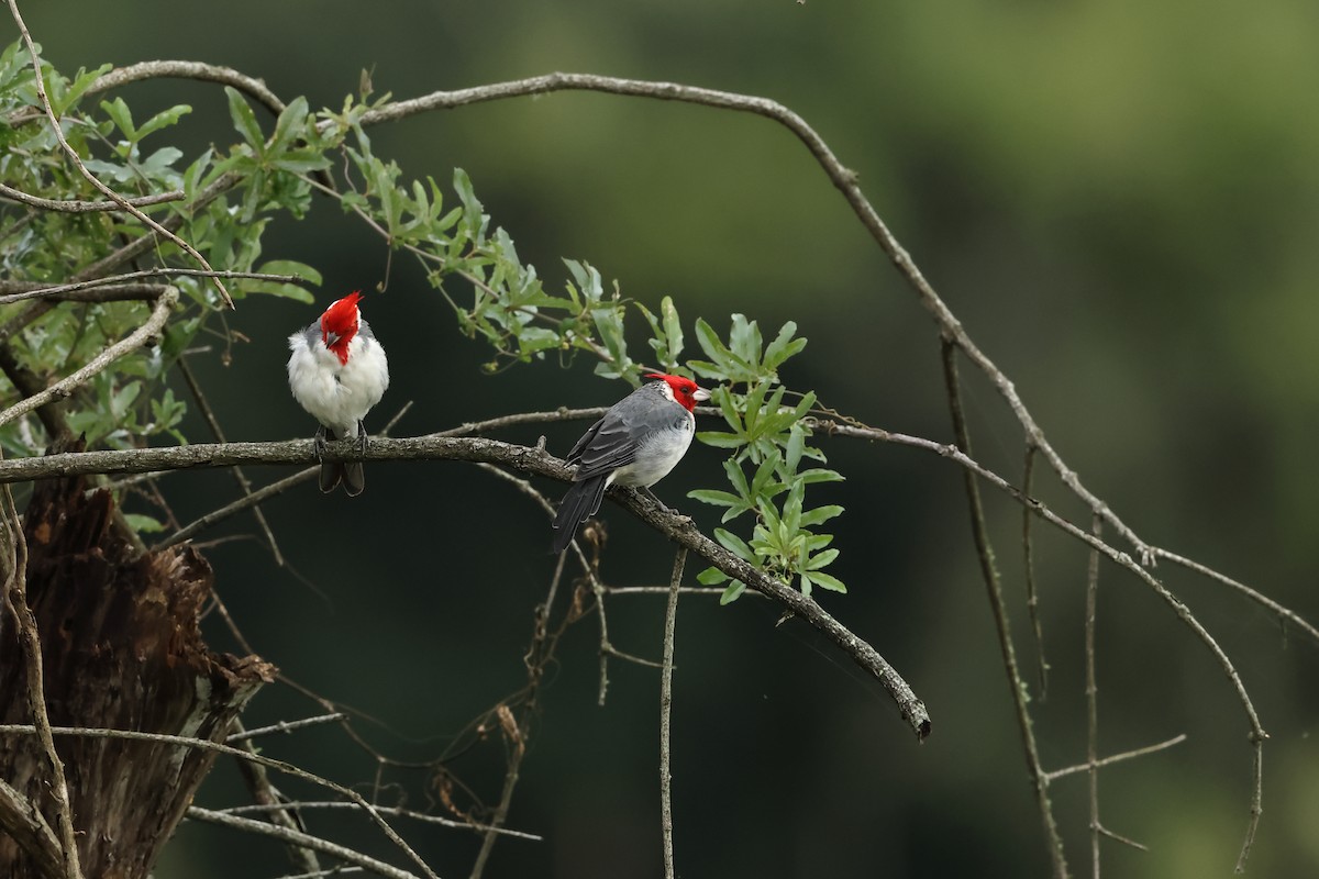 Red-crested Cardinal - Serge Rivard