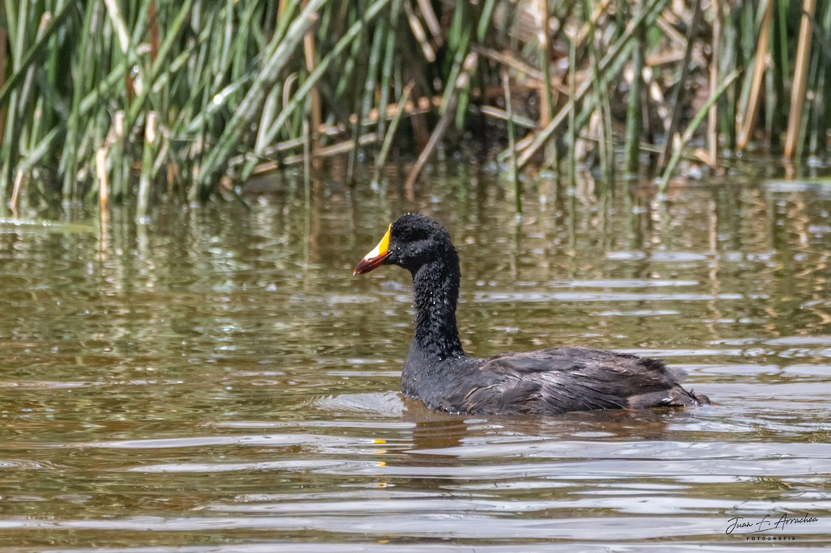 Giant Coot - ML616581452