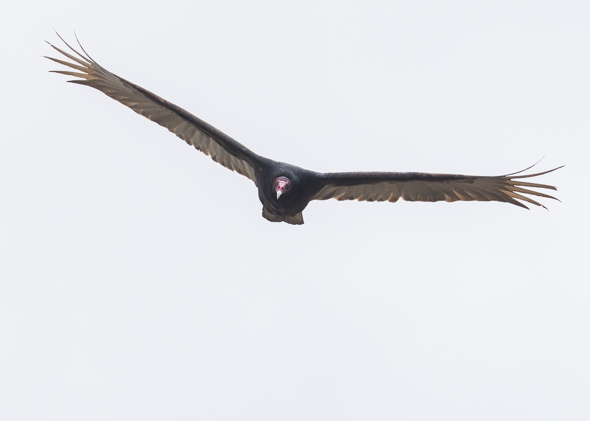 Turkey Vulture - Verlee Sanburg