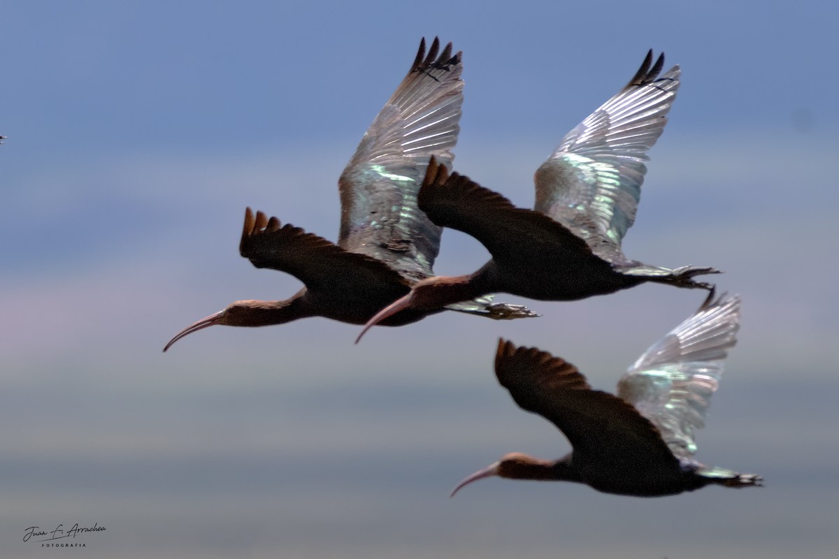 ibis andský - ML616581460