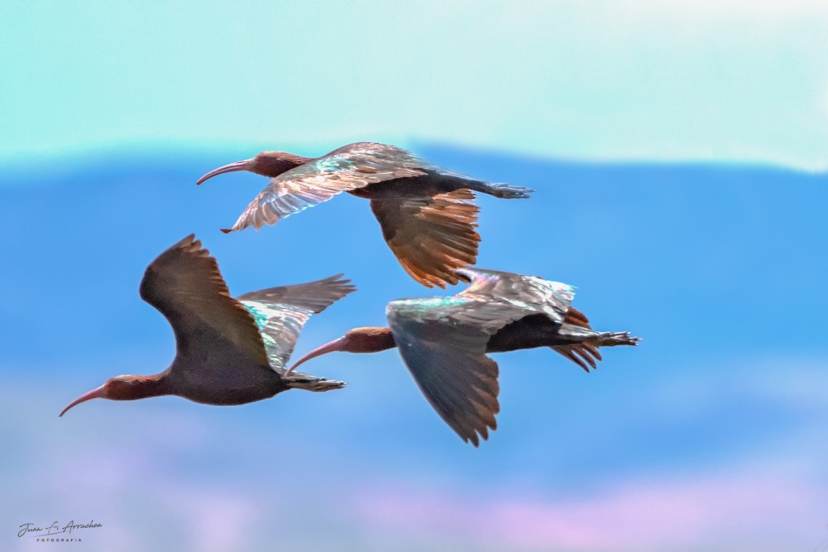 Puna Ibis - Juan Francisco Arrachea