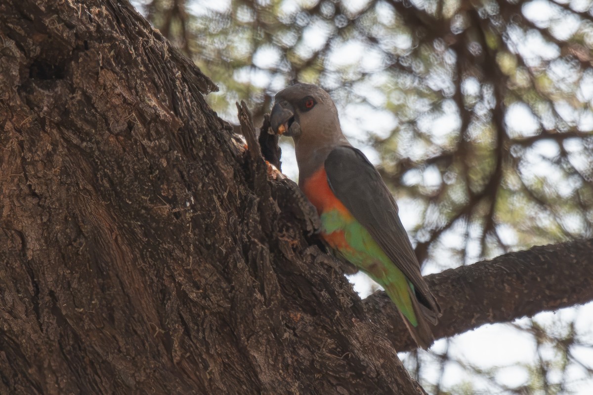 Red-bellied Parrot - ML616581534