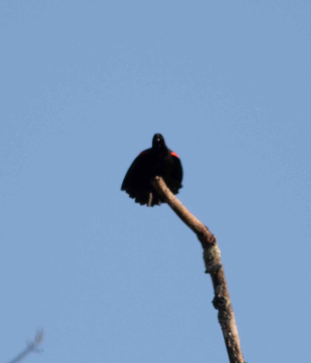Red-winged Blackbird - Nick Bolgiano