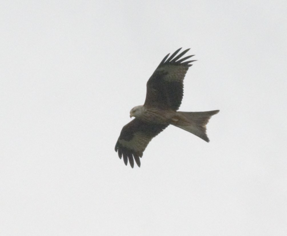 Red Kite - Kevin Guest