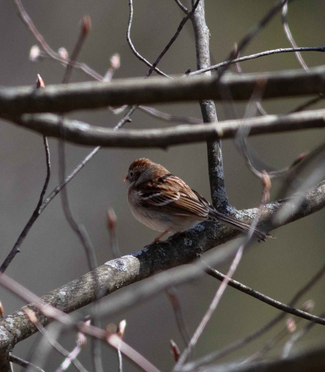 Field Sparrow - Nick Bolgiano