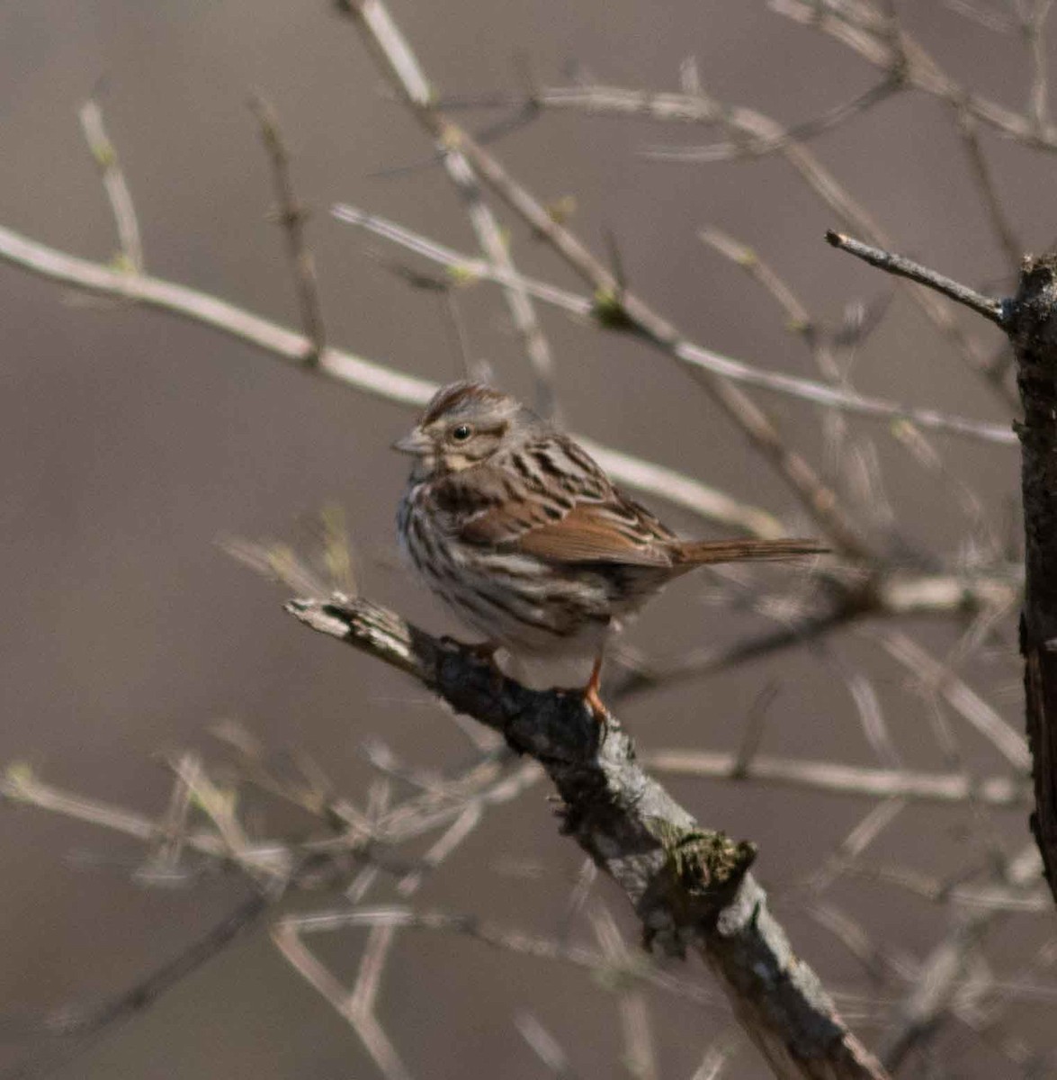 Song Sparrow - Nick Bolgiano