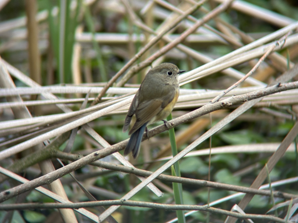 Red-flanked Bluetail - Xin Liang