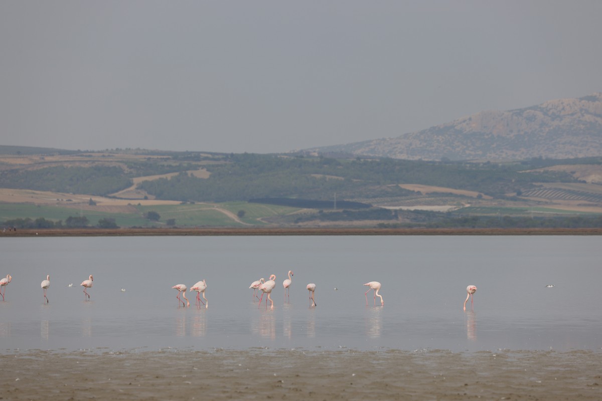 Greater Flamingo - ML616581696