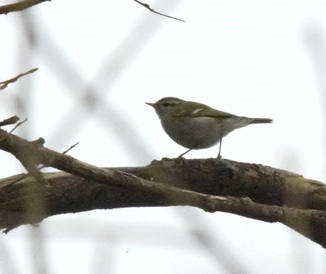 Yellow-browed Warbler - ML616581746