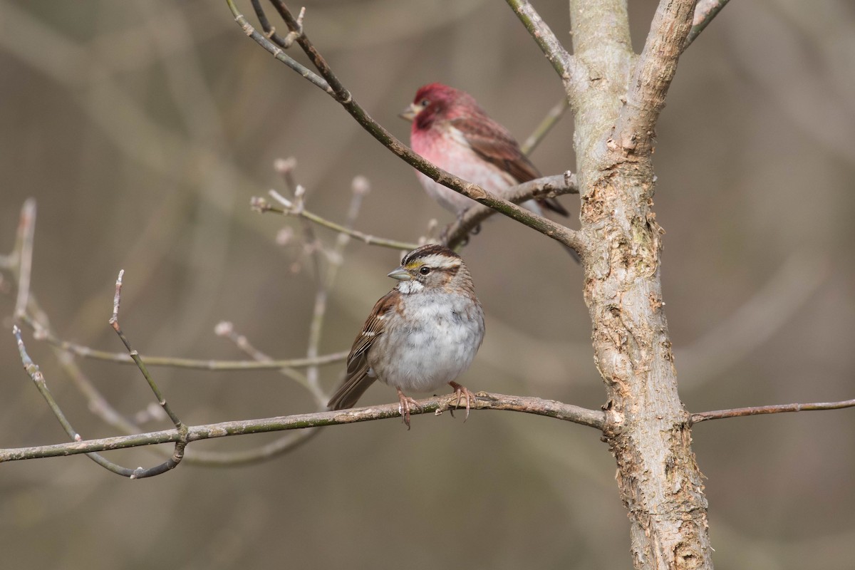 White-throated Sparrow - ML616581828