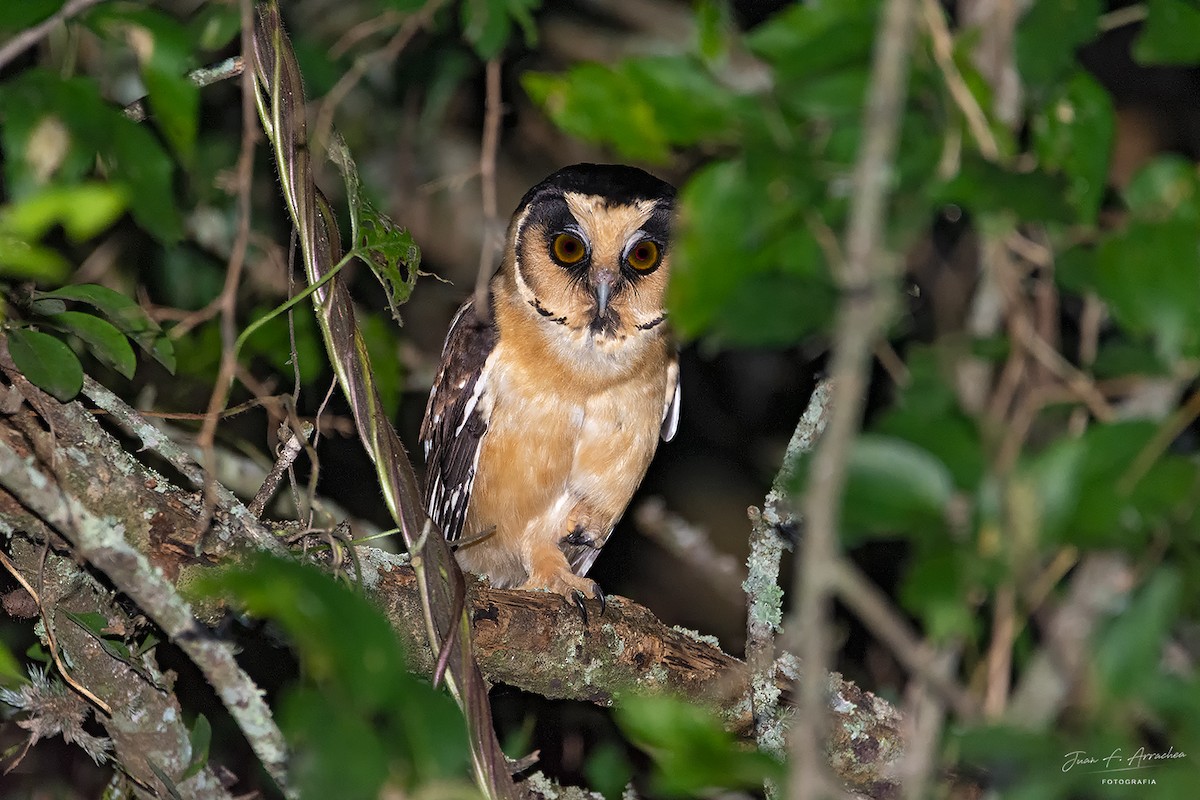 Buff-fronted Owl - ML616581860