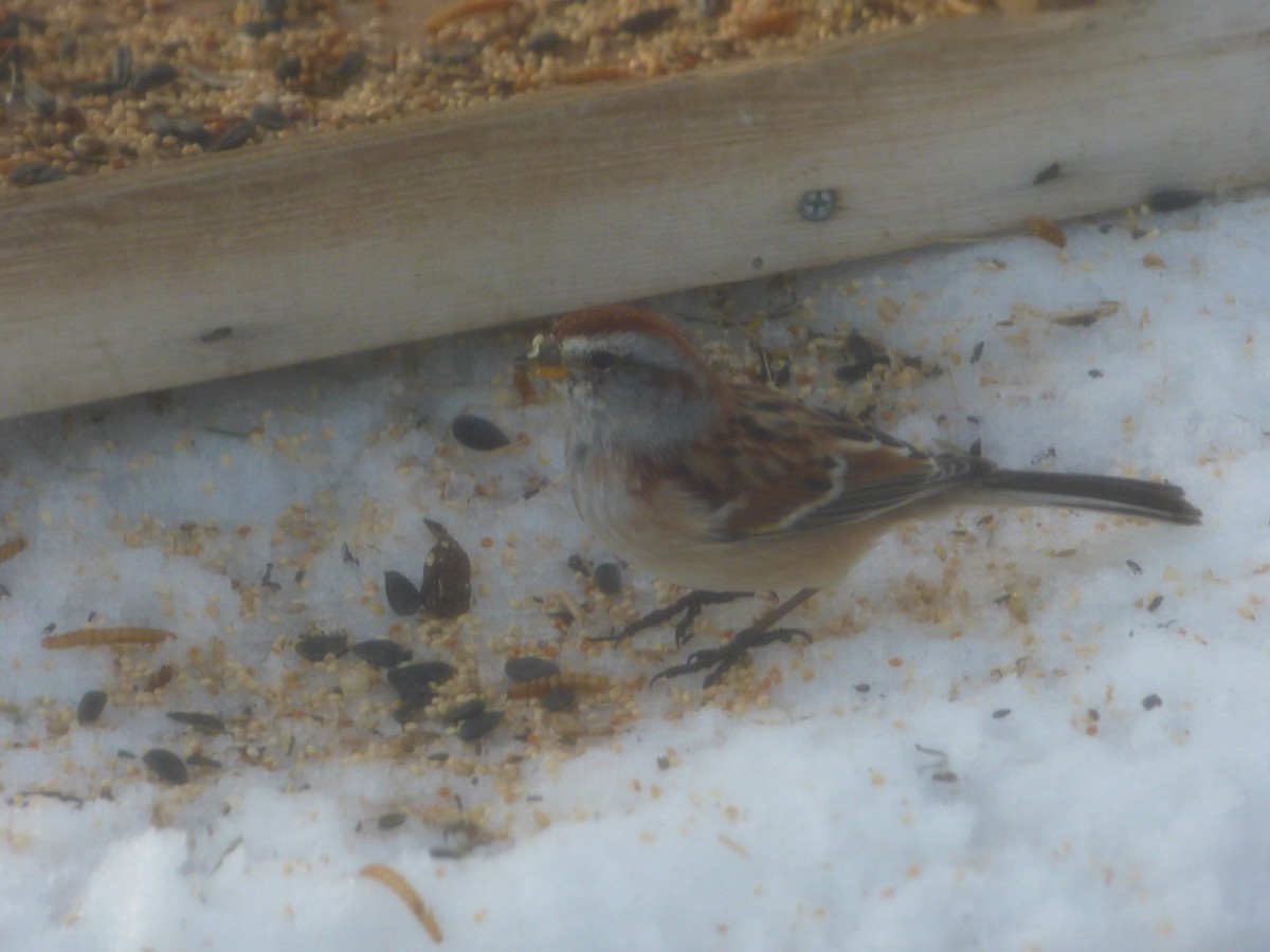 American Tree Sparrow - ML616581882