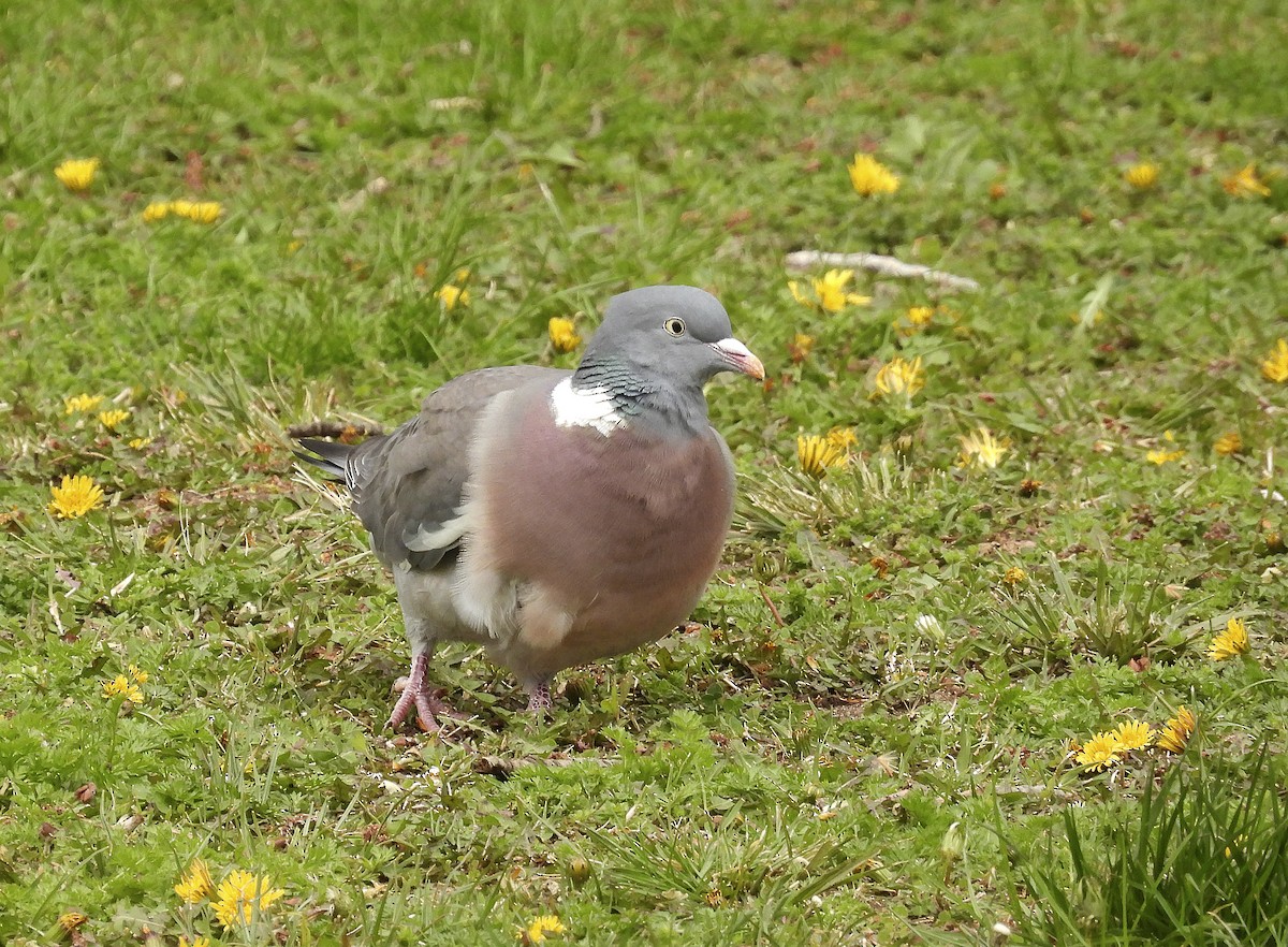 Common Wood-Pigeon - ML616581889