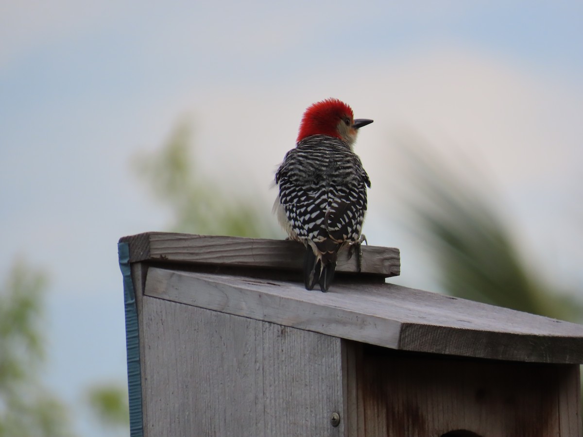 Red-bellied Woodpecker - ML616581939