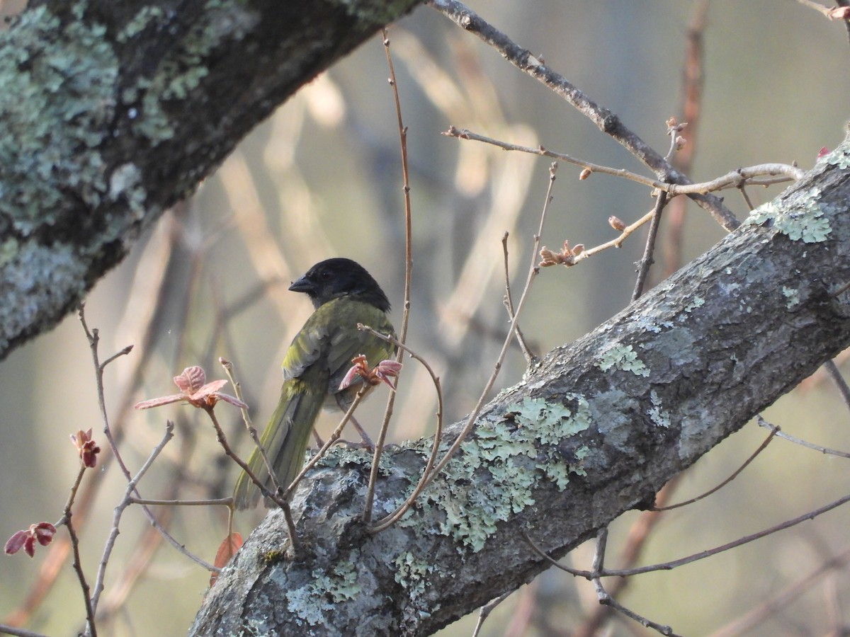 Spotted Towhee - ML616581971