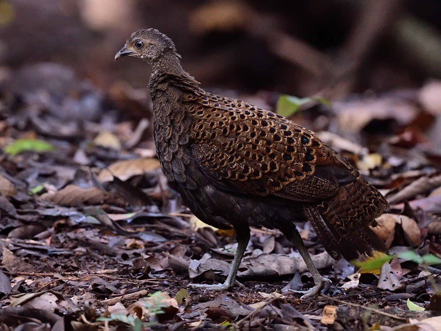 Bornean Peacock-Pheasant - Oleg Chernyshov