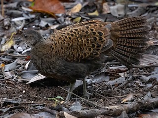 Bornean Peacock-Pheasant - eBird