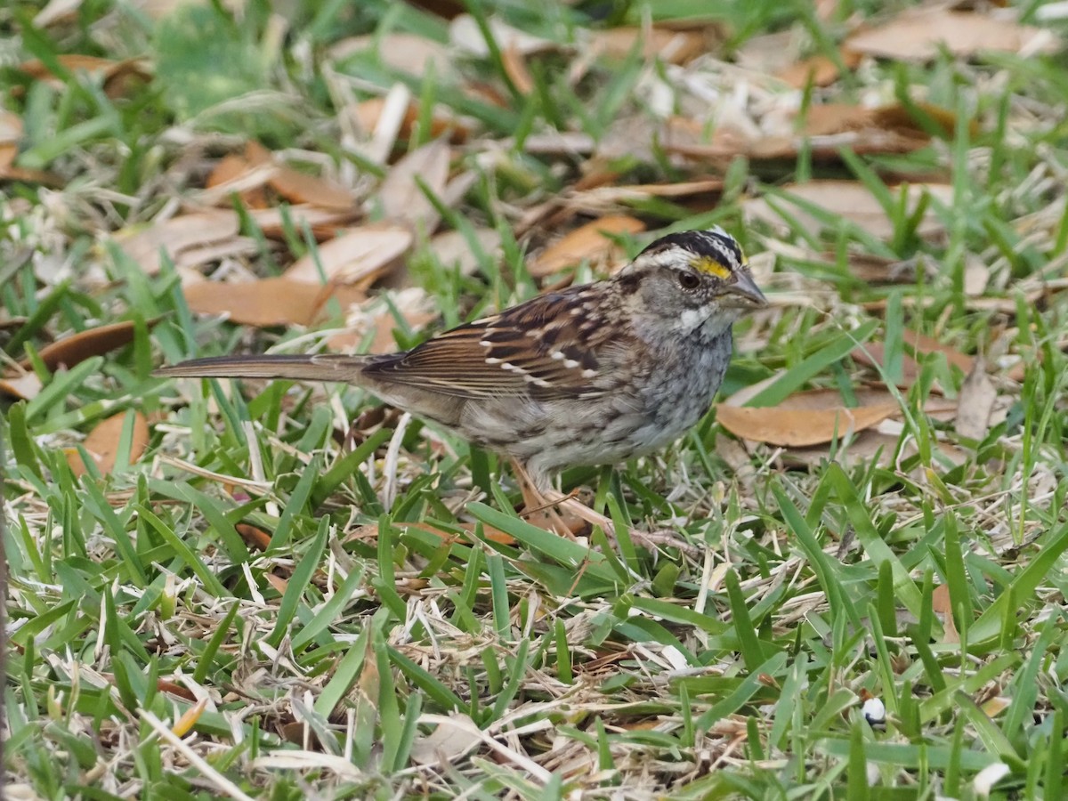 White-throated Sparrow - ML616582120