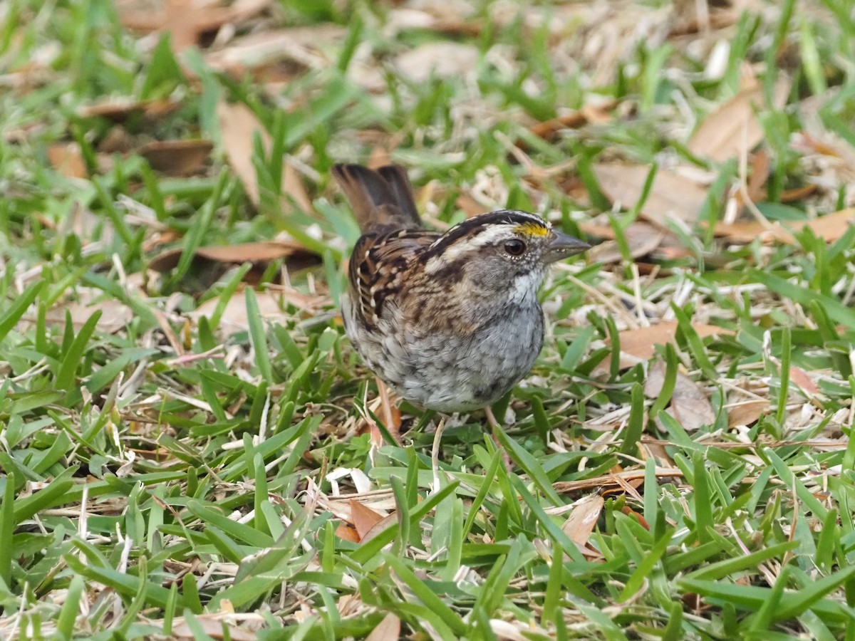 White-throated Sparrow - ML616582121