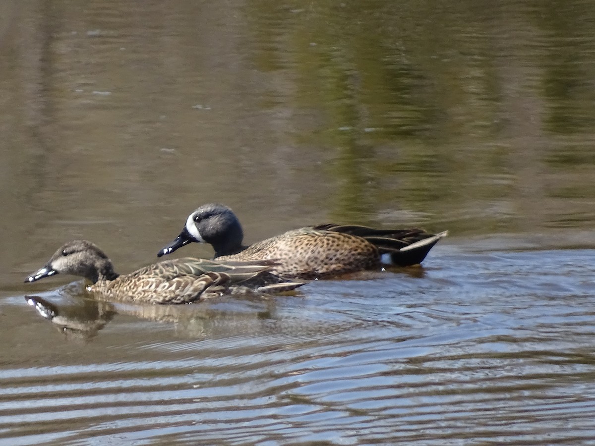 Blue-winged Teal - ML616582151