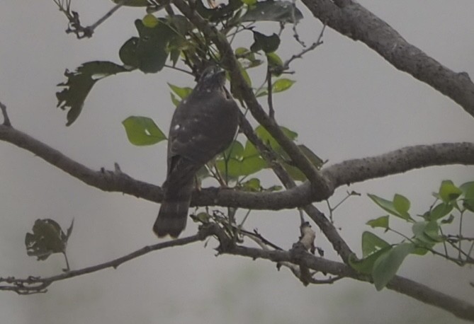 Eurasian Sparrowhawk - Ingkayut Sa-ar