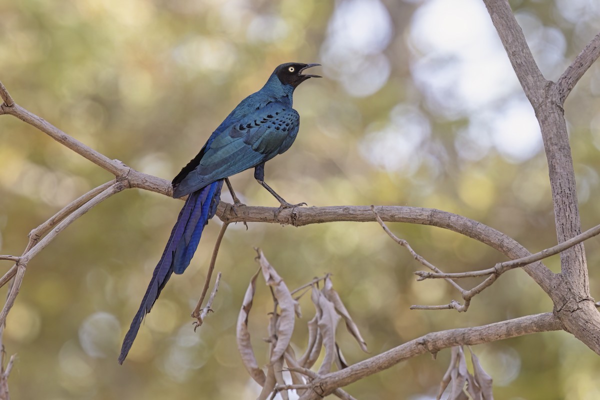 Long-tailed Glossy Starling - ML616582191