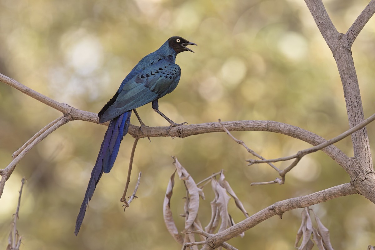 Long-tailed Glossy Starling - ML616582192